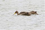 Yellow-billed Pintail